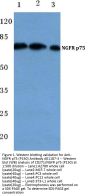 Anti-NGFR p75 (P150) Antibody