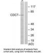 Anti-CDC7 Antibody