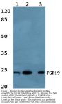 Anti-Fibroblast growth factor 19 FGF19 Antibody