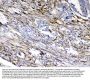 Anti-Cytoglobin/CYGB Antibody Picoband®