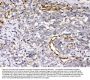 Anti-Cytoglobin/CYGB Antibody Picoband®