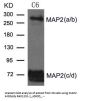 Anti-MAP2 Antibody