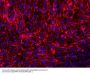 Anti-MAP2 Antibody