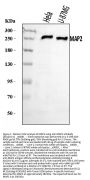 Anti-MAP2 Antibody Picoband®