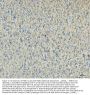 Anti-MAP2 Antibody Picoband®