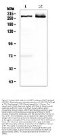 Anti-MAP2 Antibody Picoband®