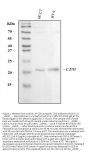 Anti-CD9 Antibody Picoband®