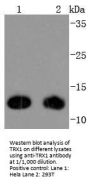 Anti-Thioredoxin TXN Antibody