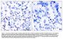 Anti-NFkB-p100 (Ab-866) NFKB2 Antibody