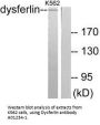 Anti-Dysferlin Antibody