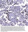 Anti-MDC1 Antibody