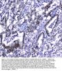 Anti-MDC1 Antibody