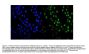 Anti-MDC1 Antibody