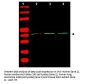 Anti-beta Actin ACTB Antibody
