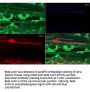 Anti-beta Actin ACTB Antibody