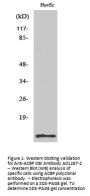 Anti-ACBP DBI Antibody