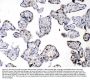Anti-Diazepam Binding Inhibitor/DBI Antibody Picoband®