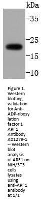 Anti-ADP-ribosylation factor 1 ARF1 Antibody
