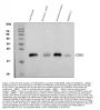 Anti-TAPA1/Cd81 Antibody Picoband®