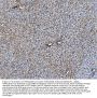 Anti-TAPA1/Cd81 Antibody Picoband®