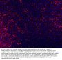 Anti-TAPA1/Cd81 Antibody Picoband®