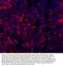 Anti-TAPA1/Cd81 Antibody Picoband®