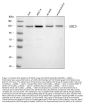 Anti-SMC5 Antibody Picoband®