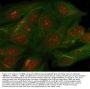 Anti-SMC5 Antibody Picoband®