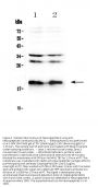 Anti-Neuropeptide S/NPS Antibody