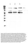 Anti-L17A Receptor/IL17RA Antibody Picoband®