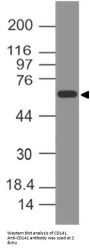Anti-CD141 THBD Antibody