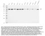 Anti-EED Antibody Picoband®