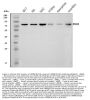 Anti-GPR54/KISS1R Antibody Picoband®
