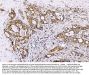 Anti-GPR54/KISS1R Antibody Picoband®