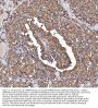 Anti-GPR54/KISS1R Antibody Picoband®