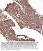 Anti-GPR54/KISS1R Antibody Picoband®