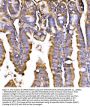 Anti-GPR54/KISS1R Antibody Picoband®