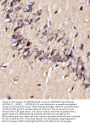Anti-GPR54/KISS1R Antibody Picoband®