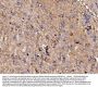 Anti-GPR54/KISS1R Antibody Picoband®