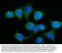 Anti-GPR54/KISS1R Antibody Picoband®