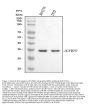 Anti-IGFBP2 Antibody Picoband®