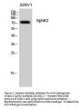 Anti-Sphingosine kinase 2 SphK2 Antibody