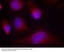 Anti-PKR(Ab-446) EIF2AK2 Antibody