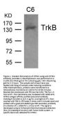Anti-TrkB (Ab-705) NTRK2 Antibody