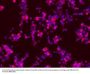 Anti-TrkB (Ab-705) NTRK2 Antibody