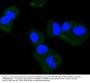 Anti-TrkB (Phospho-Y817) NTRK2 Antibody