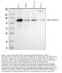 Anti-Hexokinase II/HK2 Antibody Picoband®