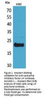 Anti-Leukemia inhibitory factor LIF Antibody