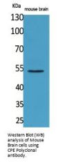 Anti-CPE/Carboxypeptidase E Antibody