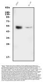 Anti-GATA2 Antibody Picoband®